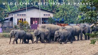 Majestic Wild Elephant Herd in Patkotia, Marangi