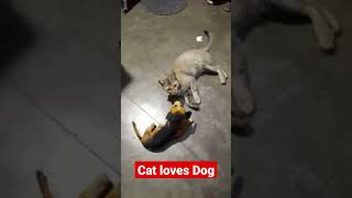 Cat Loves dog