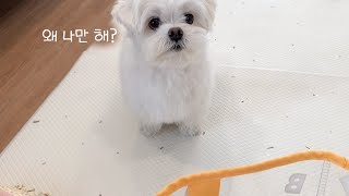 [ENG SUB] A dog that cleans up by himself