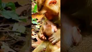 Pity Baby Monkey Lucie. #baby #monkey #minimonkey #viralvideo #shorts #0529