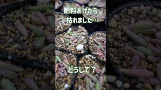 使い方にご注意を。植物に直接触れなければ大丈夫！