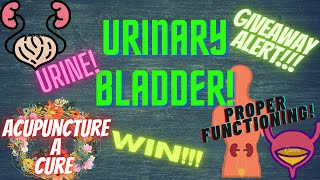 Urinary Bladder | proper functioning of urinary system | urine infection | Acupuncture points