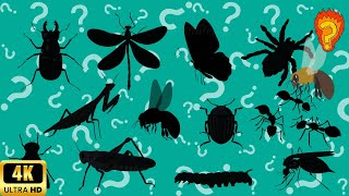 Guess the Shadow of the Insects Quiz 🐛 | Shadow Game | Learning Video for kids | Family FunTime!