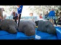 Waves of Success for Manatees