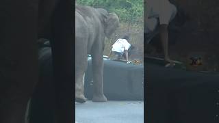 The wild elephant attacked the young man.#shortvideo #viralvideo #short #shorts