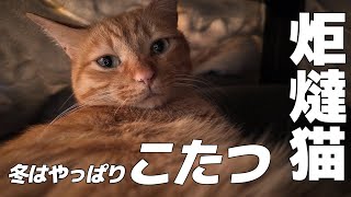 【炬燵猫】冬はやっぱりコタツ。ぬくぬく温かいコタツでくつろぐ我が家の猫ちゃん達です！