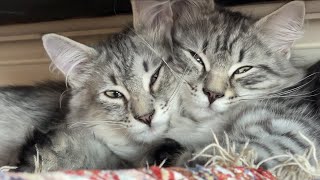 Kitten politely communicates to his brother that he doesn't want to be groomed