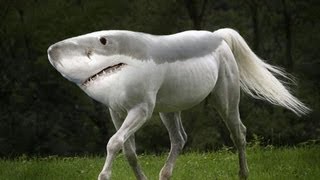 25 Hybrid Animals Species Made in Photoshop