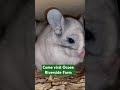 come visit ocoee riverside farm. we have 125 animals. sooooo cute chinchilla