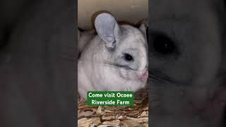 Come visit Ocoee Riverside Farm. We have 125+ animals. Sooooo cute! #chinchilla