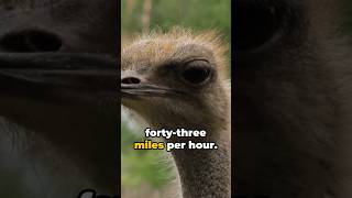 The Amazing Ostrich #naturelovers #nationalgeographics #shorts