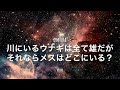 【朗読・雑学】川にいるウナギは全て雄だがそれならメスはどこにいる？