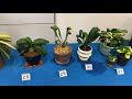 日本君子蘭協会秋の展示即売会2021 japan clivia society autumn show 2021