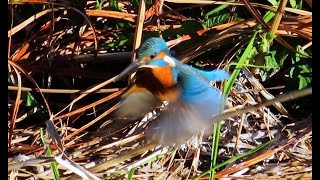 カワセミ調布地区お父さん 2024 12 15 #カワセミ #野鳥 #birds #wildlife #nature #自然観察ぶらり散歩