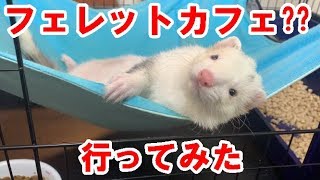 【ネタ】フェレットカフェへ行ってきた？　フェレットフクともちおの成長日記　FERRET　GROWTH　DIARY