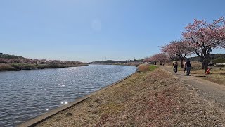 千葉県　八千代新川千本桜まつり（2024　0303）河津桜