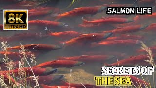 Salmon Fish: The Incredible Journey of Salmon