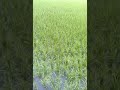 Ar kichu nai