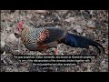 grey jungle fowl rooster crowing sound, healing music with water sound