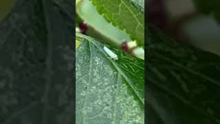 夏の木の葉にとまる虫🐛 Insects resting on summer leaves