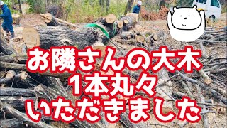 【無料の薪】大きなクヌギ？の木を1本丸ごといただきました！【椎茸原木】