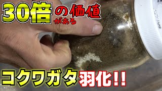 去年つかまえたメスから珍しいクワガタが羽化しました