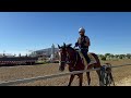 Derby winner Mystik Dan training at Pimlico May 16 2024