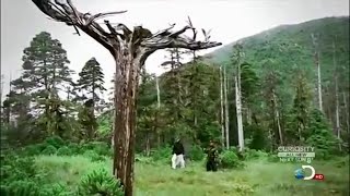 Inverted Trees at Prince Of Wales Island BIGFOOT SASQUATCH