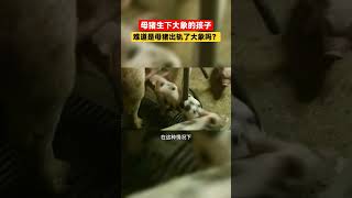 母猪生下大象的孩子，真相是母猪出轨了大象吗？#動物 #宠物 #小猪