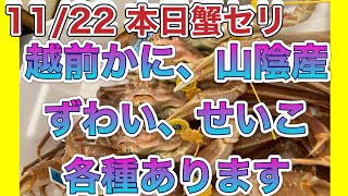 『今日は蟹セリの日、あがるぅー』令和6年11月22日の激安魚屋@福井県敦賀市相木魚問屋