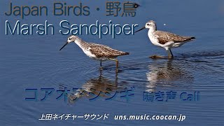 目で見るコアオアシシギの鳴き声 / Marsh Sandpiper