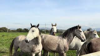 HORSE FARM in MONTELIBRETTI ( TIVOLI, ROME, ITALY )