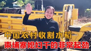 中国农村收割水稻，柬埔寨媳妇不怕苦不怕累，干的非常起劲儿【柬埔寨媳妇在中国】#中国小伙#柬埔寨#美女#异国夫妻