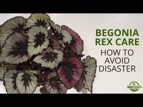 Do Begonia rex like to be misted?