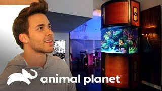 Aquário com peixes da realeza para o Prince Royce | Com água até o pescoço | Animal Planet Brasil