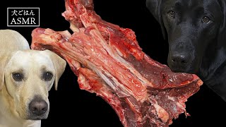 【マニア向けASMR犬ごはん】鹿の骨付き肉を仲良くはんぶんこして食べるラブラドールレトリバー/Raw feeding dog/生肉/生骨/咀嚼音