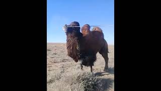 Пробежка верблюда🐫 #video #скотоводство #camel #viral