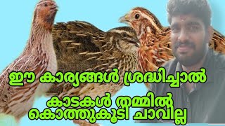 # quailfarming  കാടകൾ കൊത്തു കൂടാതിരിക്കാൻ ശ്രദ്ധിക്കേണ്ട കാര്യങ്ങൾ #RITHOOSTips