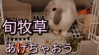 旬牧草をあげちゃおう♪【うさぎ】【ホーランドロップ】