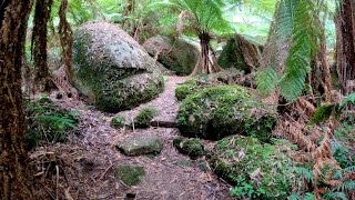 Glen Nayook Reserve bushwalk. 22/1/2025