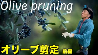 【剪定　pruning　オリーブ　6月　実演解説】5mはあるシンボルツリーを小雨の庭師が仕立てる！解説実演編（オリーブ前編）