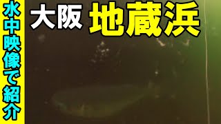 地蔵浜の北岸釣りポイントを水中映像で攻略！大阪の釣り場を水中映像で確認できる