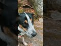 dog friendly hiking trail • alexandria new hampshire • welton falls waterfall