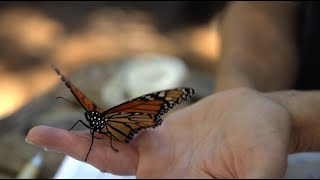 Migrating Monarch Tagging