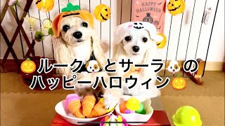 【マルプー＆マルチーズ】ルーク🐶とサーラ🐶のHappy💕Halloween🎃