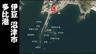 『多比港（多比港新護岸の西側）』の海釣りガイド【伊豆 沼津市】