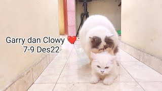 Garry dan Clowy🐈 Kucing Kawin