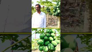 టన్ను రూ.8 వేల చొప్పున అమ్ముతున్నాం #farming #agriculture #papaya #raitunestham