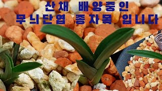 #춘란#산채 배양중인#단엽들 입니다#난초랑