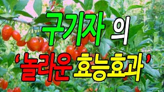 [효능백과사전] 구기자 효능, 구기자 놀라운 효능효과 꼭 알아야 할 7가지 정보, 먹는방법, 문헌정보, 뉴스 자료, 실제사례